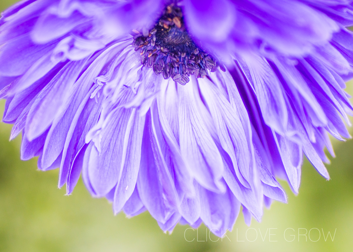 best canon lens for close-up flowers
