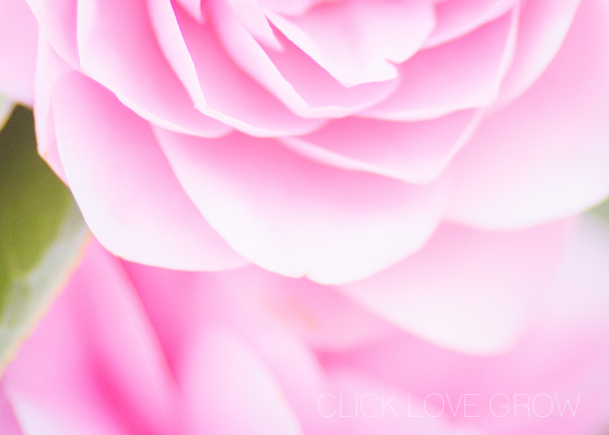 flower photography using canon 135mm f2 lens