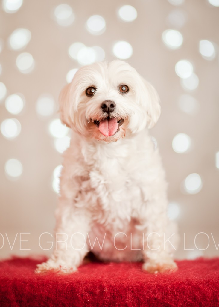 small white dog with bokeh background