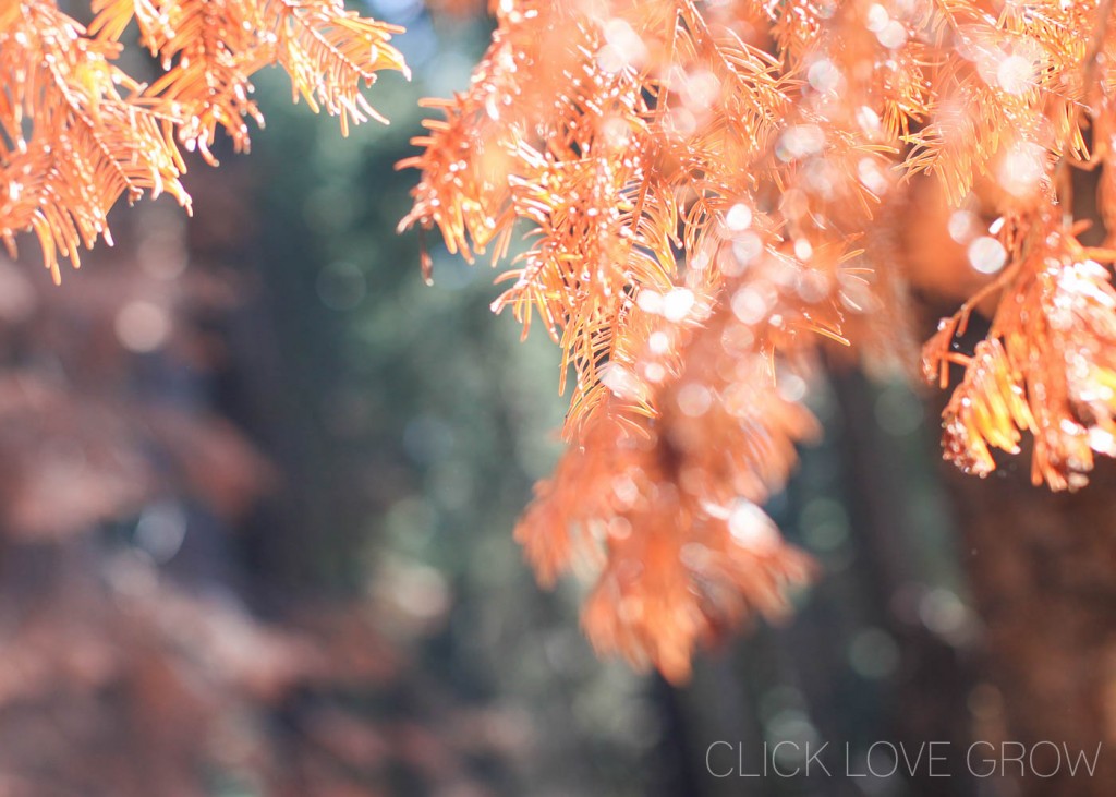 How to Capture Light Bokeh - Click Love Grow