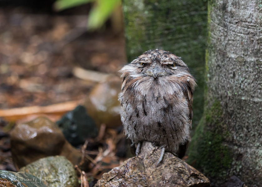 wildlife photography using telephoto portrait lens