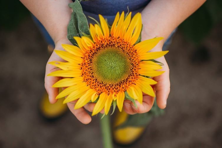 kids holding sunflower