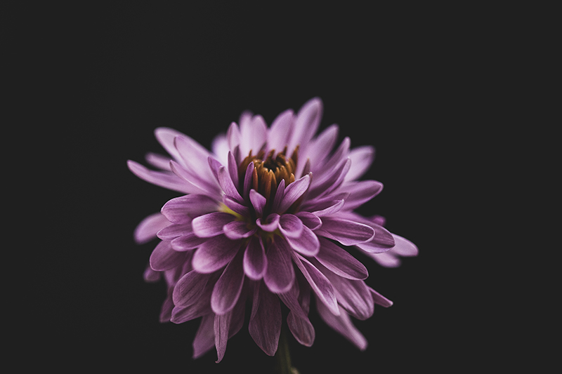 violet macro flower capture