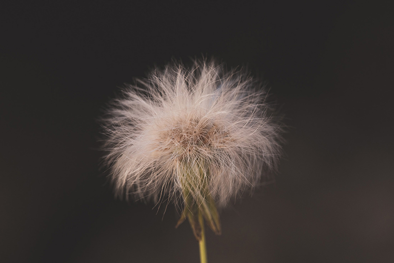 composition of a dandelion with black background
