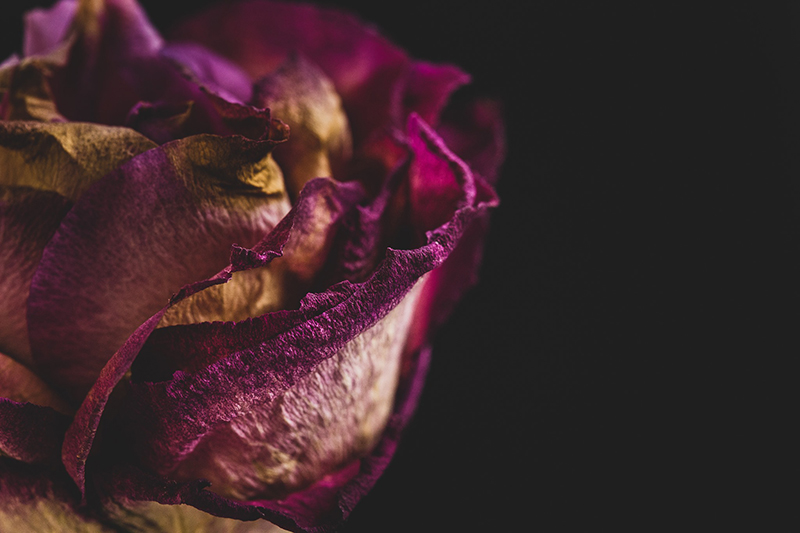 beautiful macro flower pictures of dying blooms