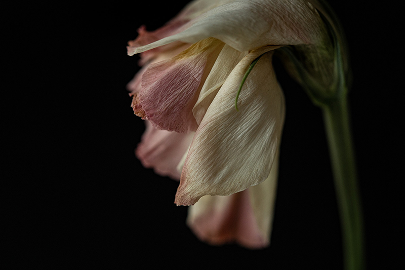 macro moody picture of a wilting pink and white flower