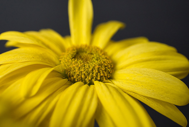 how to take flower photos