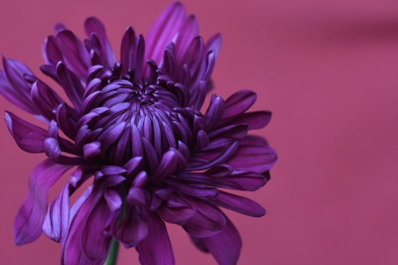 how to take macro flower photos