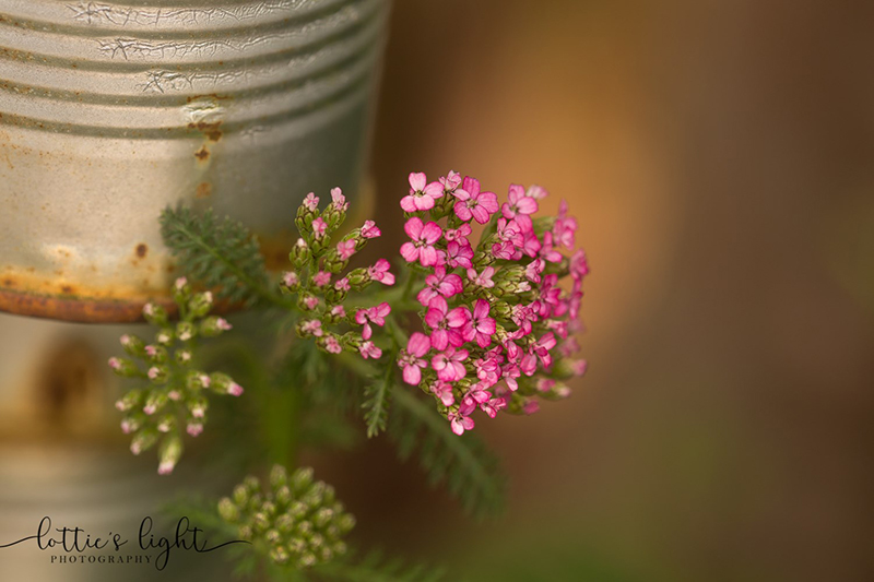 pink photography of flowers