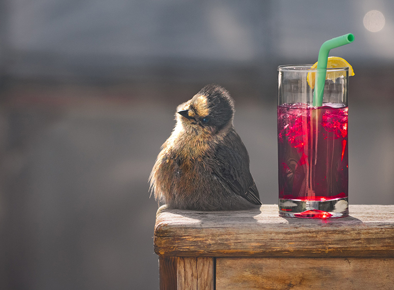 fun image of bird next to pink drink in glass
