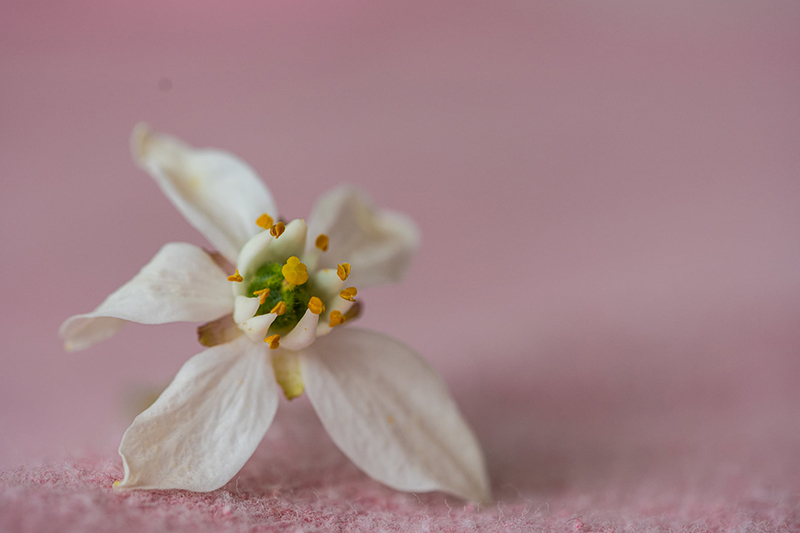 photo of white flower on pink background