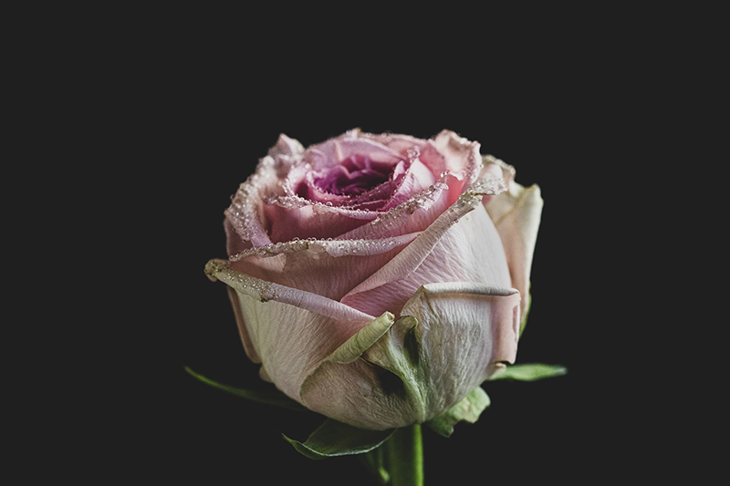 pink rose with black background