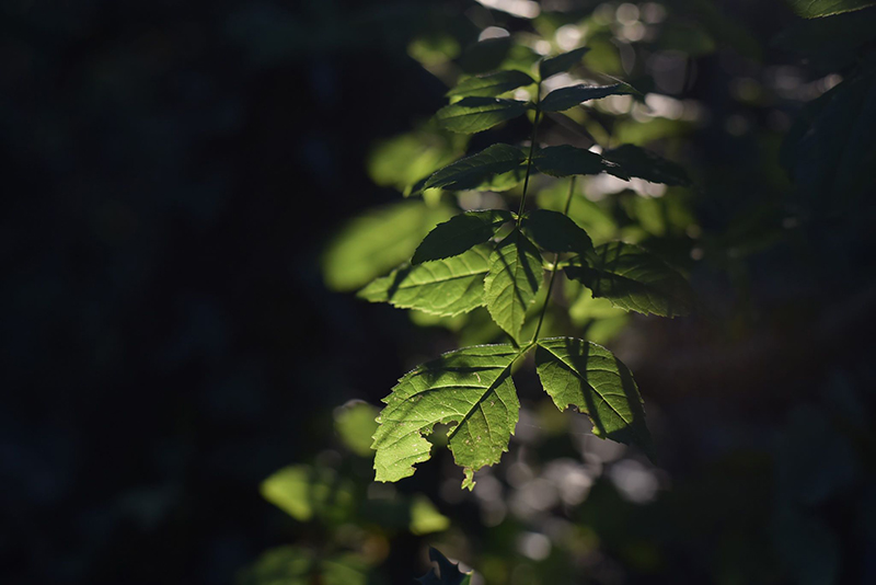 photography of leaves