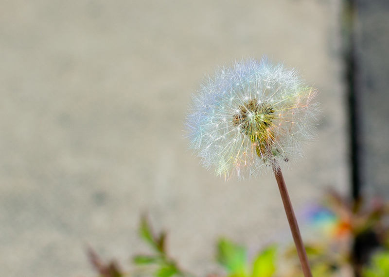 picture of dandelion with rainbow on it