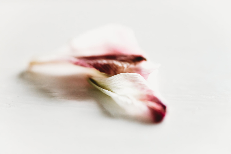 grad photography of dried petals