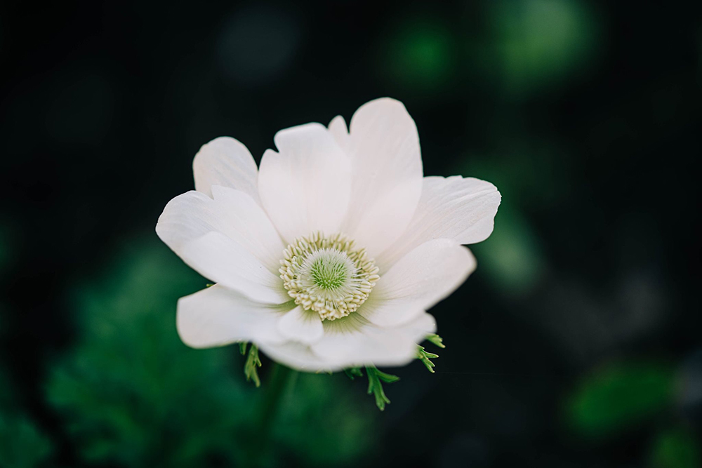 macro grad photo of white flower
