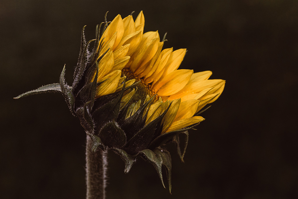 macro flower photography