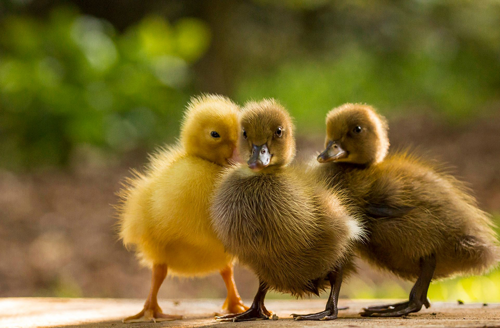 grad photo of three ducklings