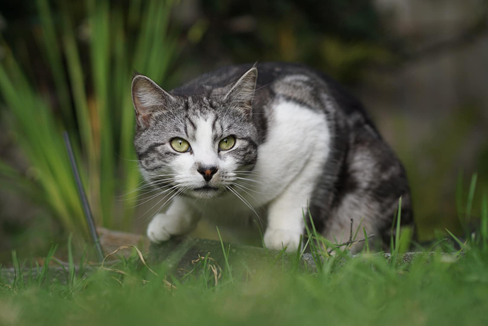 beautiful cat portrait photography