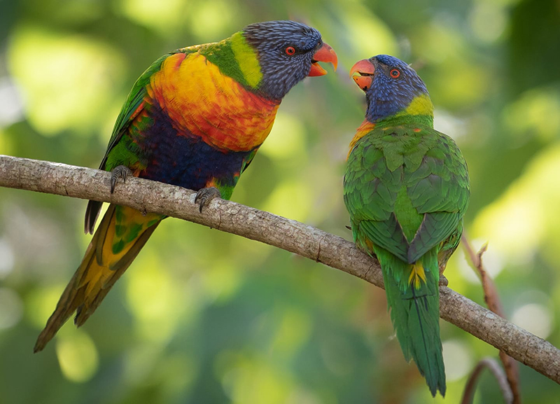 bird photography of two king parrots