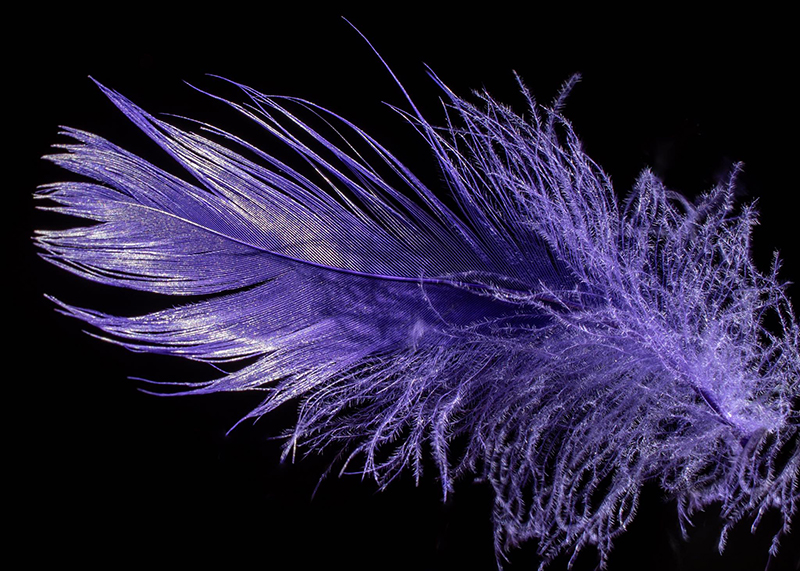 feather closeup photography