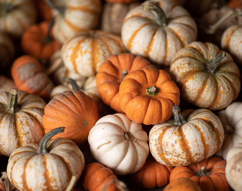 close up photo of large group of pumpkins