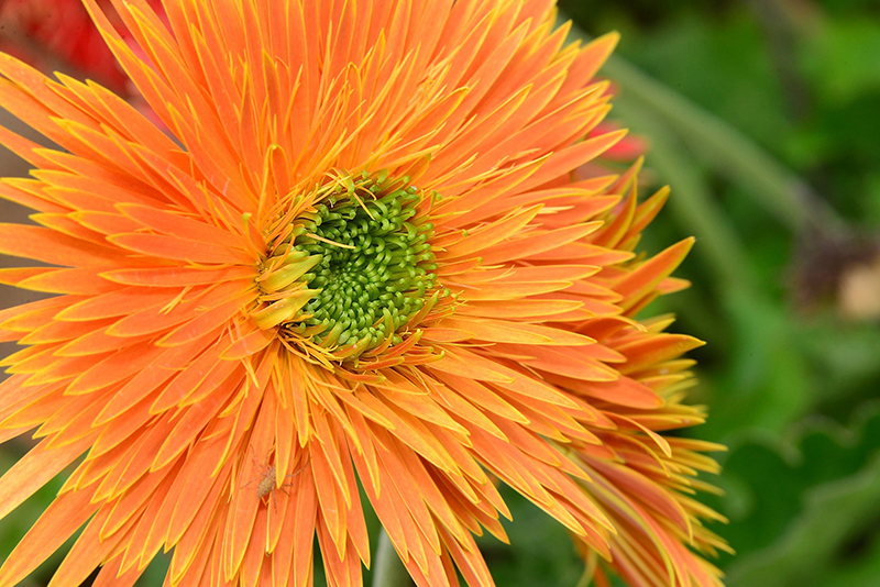 photography basics orange flower