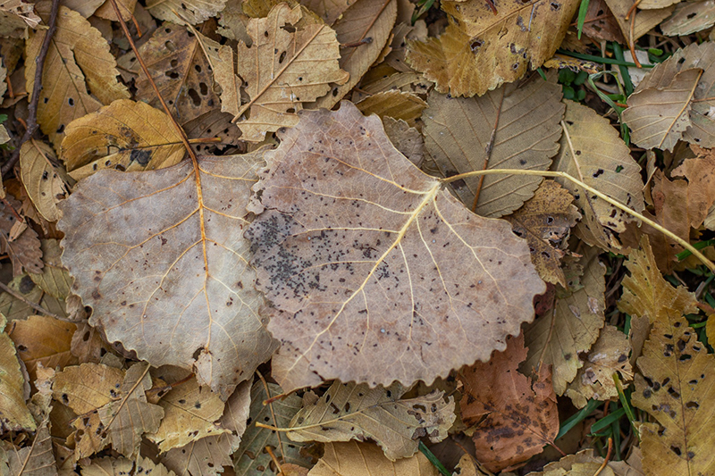 close up photo of autumn leaves