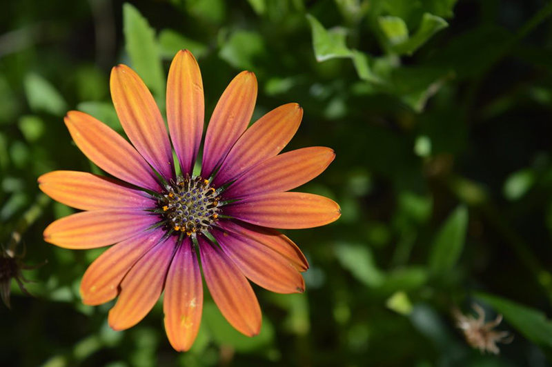 close up picture of orange flower