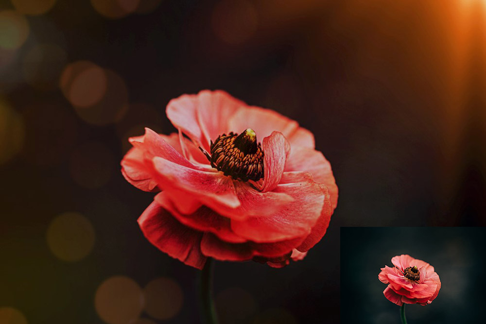 Pink poppy with bokeh