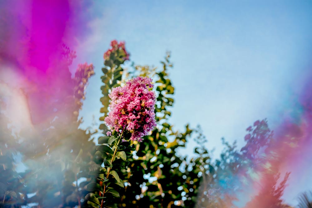 pink and green flowers with rainbow light leak