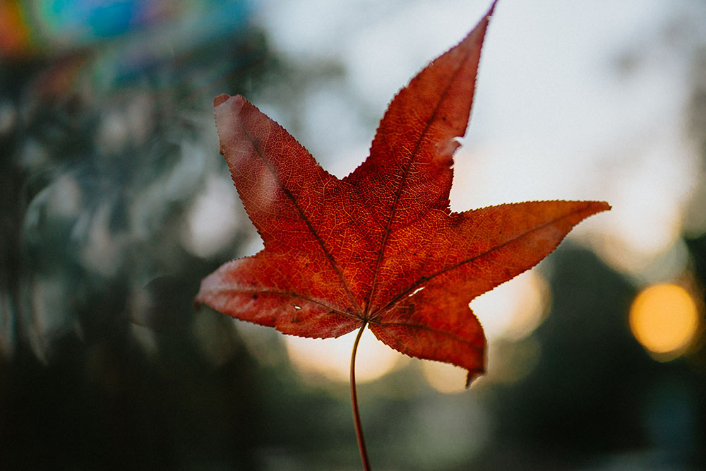 Autumn leaf at golden hour