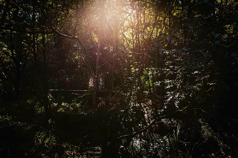 two children walking through the bush with sun through the trees