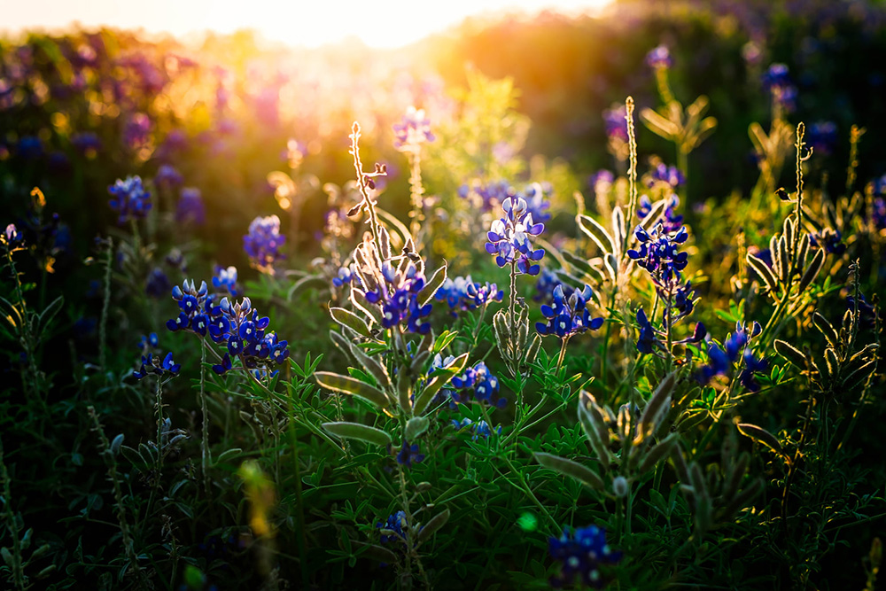 purple flowers and greenery with golden light