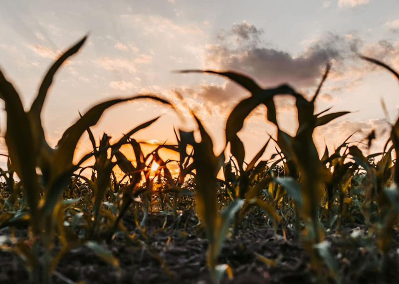sun set photos of a corn field