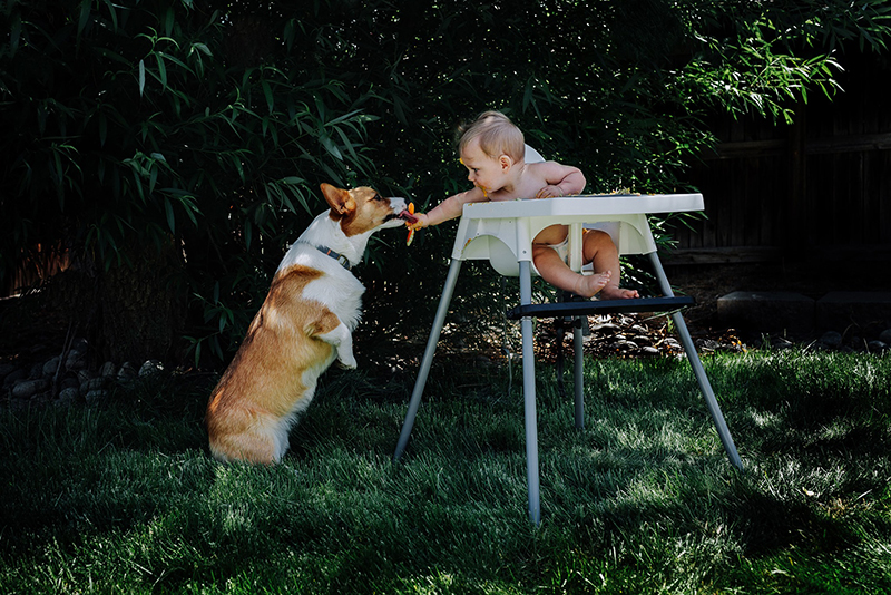 baby milestone photos highchair outdoors with dog