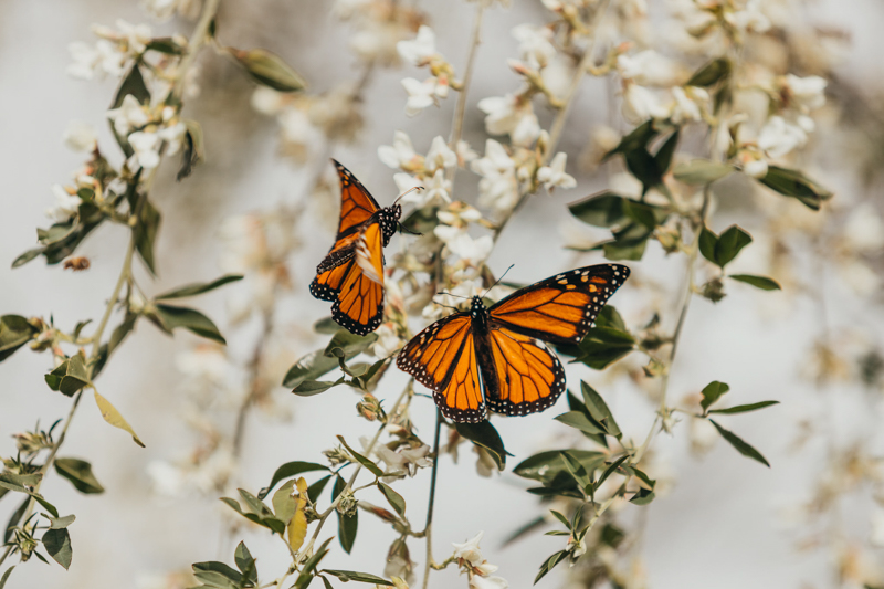 monarch butterflies on plant