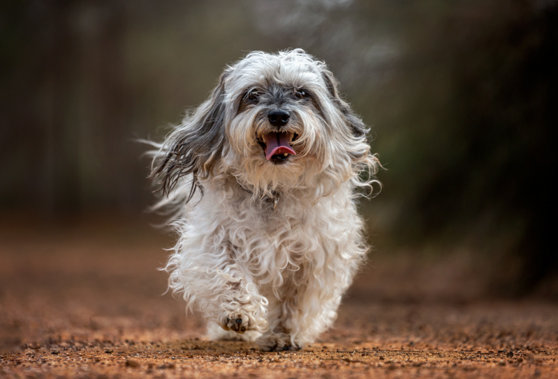 cute dog running and jumping, pets photo