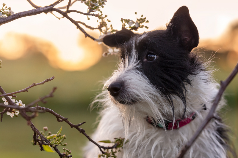 black & white dog with red collar stand next to a tree