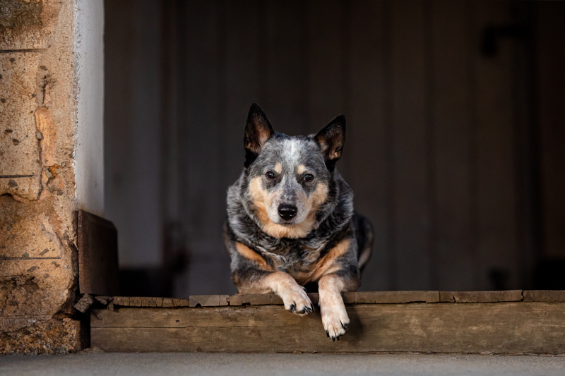 pet photography idea of a blue heeler dog