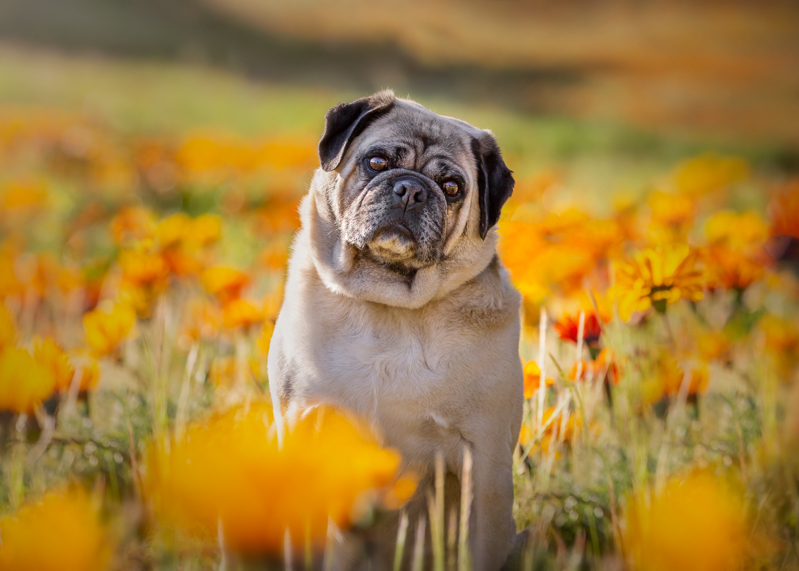 how to photograph pets dog in a field of flowers