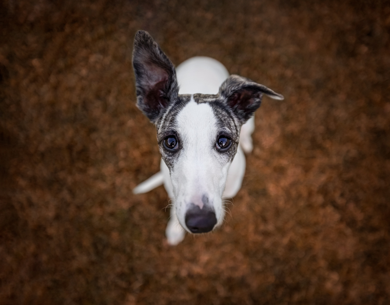 pet photography ideas white & black dog standing on grass