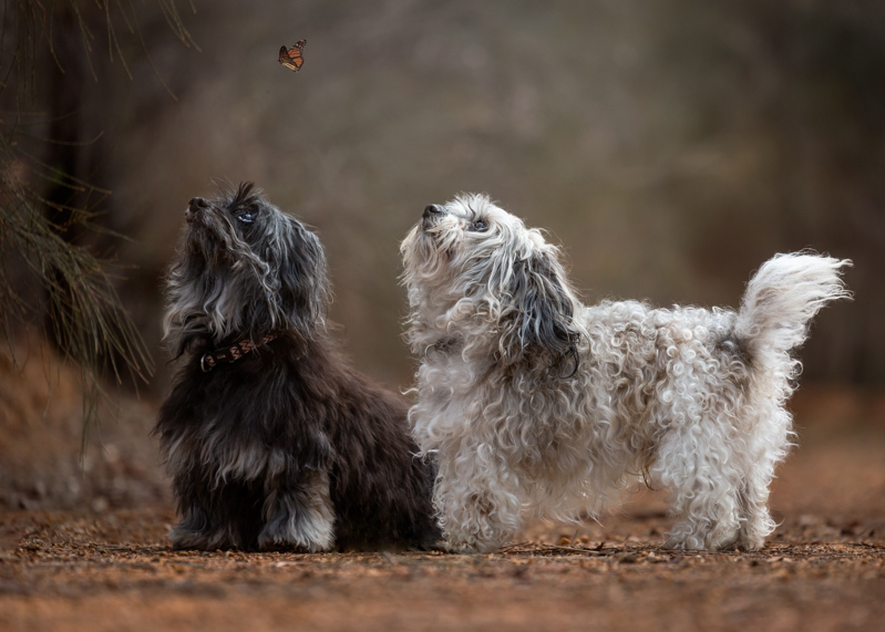 two dogs watching a butterfly pet photos