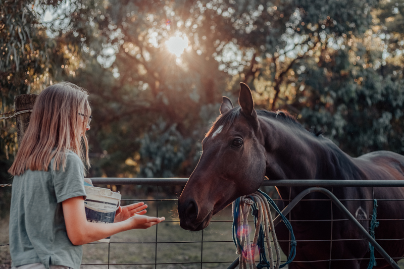 young girl feeding horse at golden hour