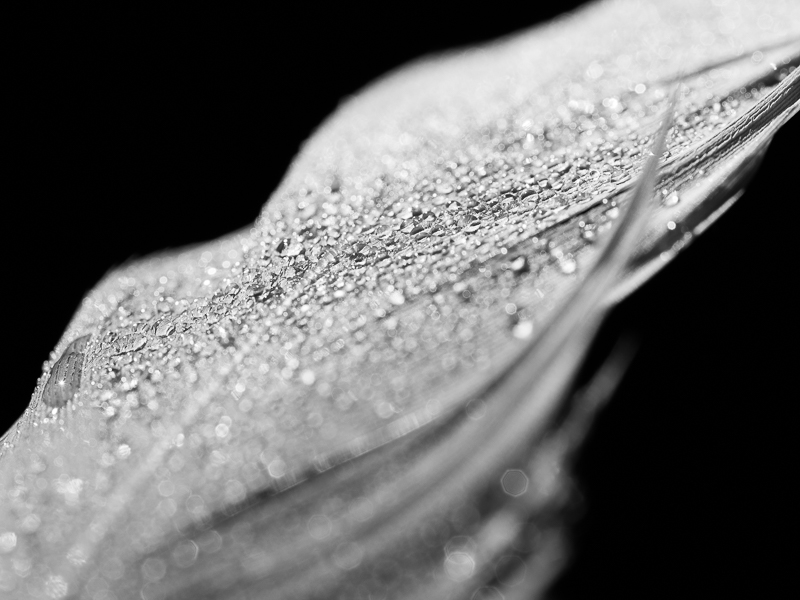 black and white aesthetic macro photo of feather with dew drops