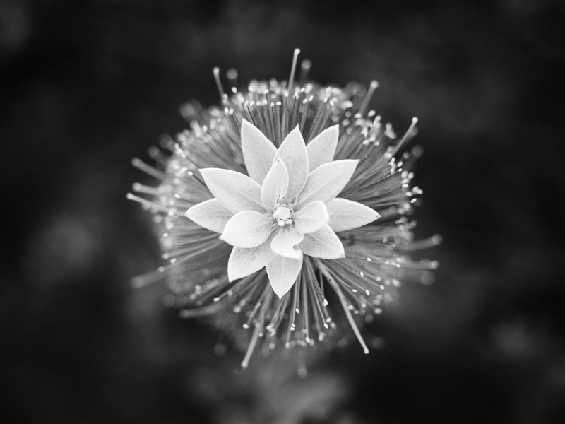 close up of black and white aesthetic flower
