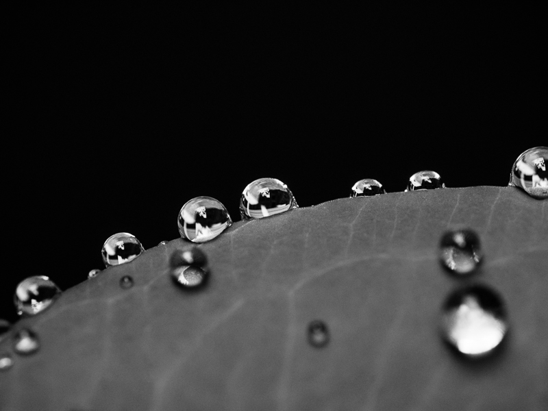 macro black and white aesthetic picture of water drops