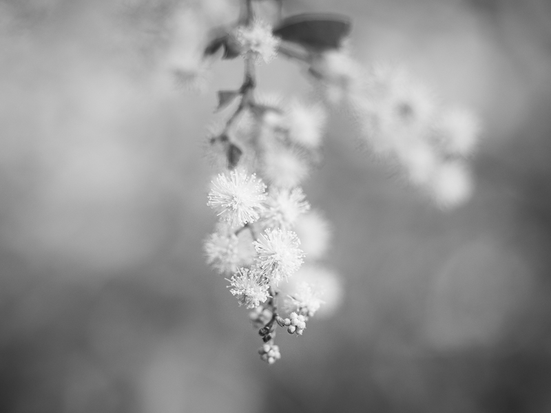 black and white spring blossoms and branch