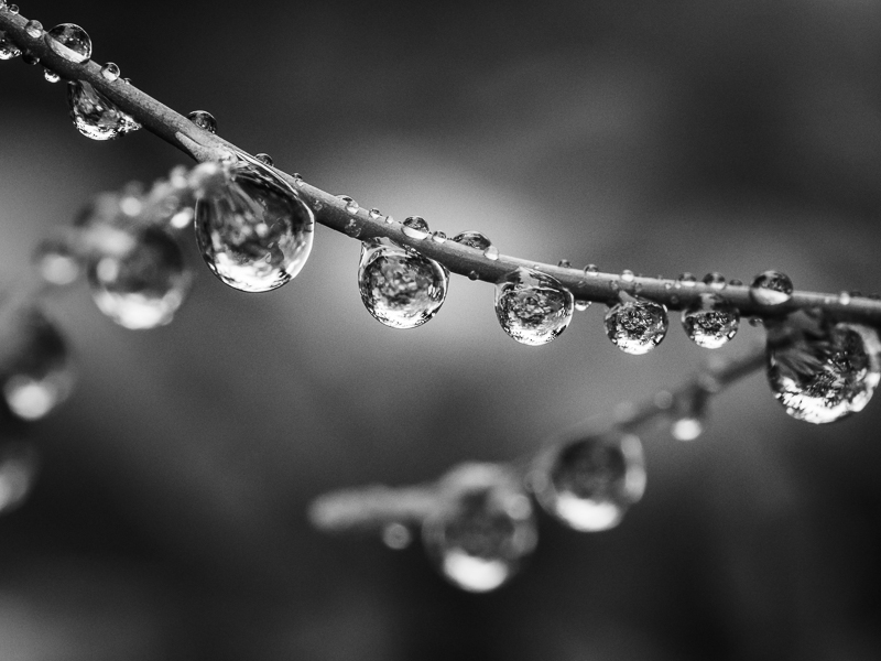 black and white aesthetic raindrops on branch