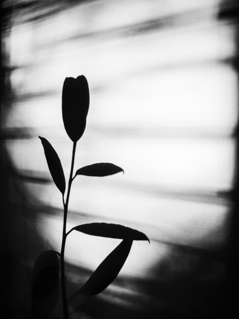 aesthetic black and white shadow photo of tulip 